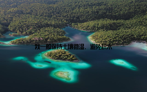 我一般保持土壤微湿, 避免积水