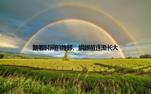 随着时间的推移, 枫树苗逐渐长大