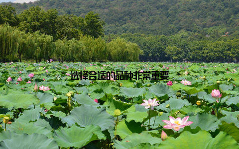 选择合适的品种非常重要