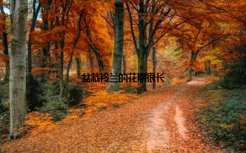 盆栽铃兰的花期很长