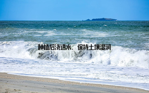 种植后浇透水, 保持土壤湿润
