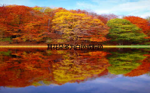 其花朵多为白色或粉色