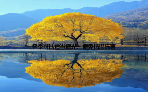 冬季可以适当遮光, 避免低温冻害