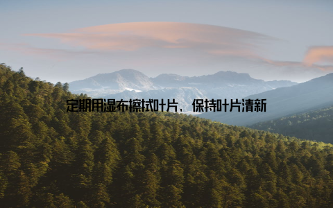 定期用湿布擦拭叶片, 保持叶片清新