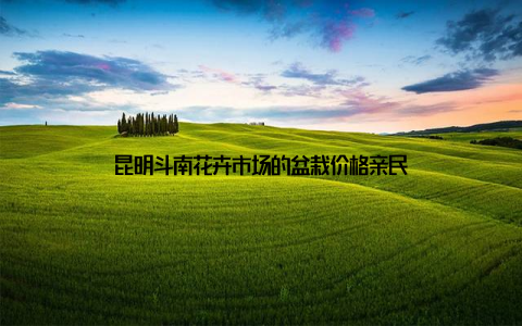 昆明斗南花卉市场的盆栽价格亲民