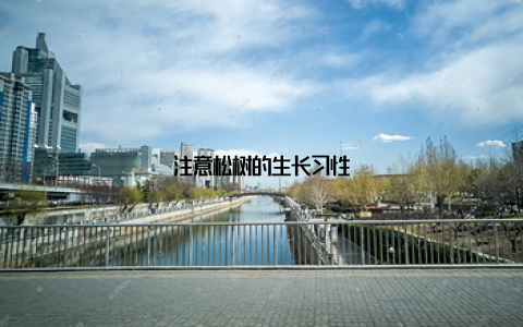 注意松树的生长习性