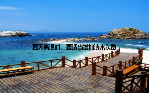 夏天高温时, 要适当增加浇水次数