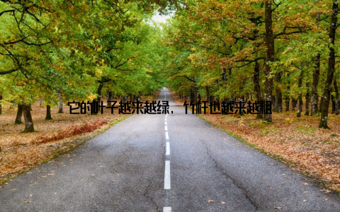 它的叶子越来越绿, 竹杆也越来越粗