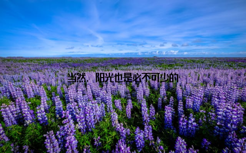 当然, 阳光也是必不可少的