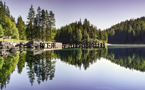 接下来, 是选择合适的盆栽