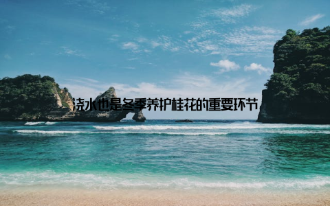 浇水也是冬季养护桂花的重要环节