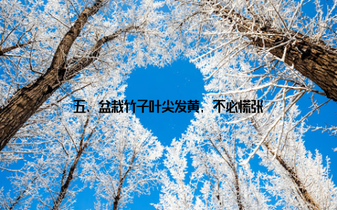 五、盆栽竹子叶尖发黄, 不必慌张