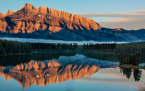 注意施肥量不宜过多, 以免造成烧根