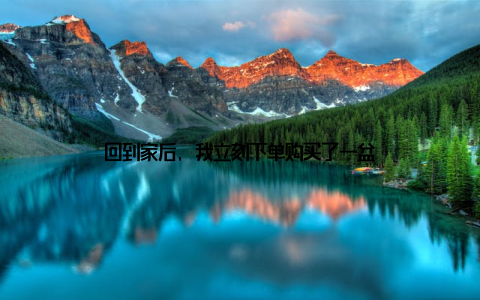 回到家后, 我立刻下单购买了一盆