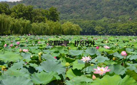 – 定期施肥, 补充养分