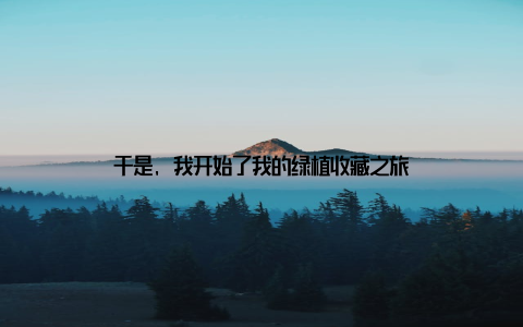 于是, 我开始了我的绿植收藏之旅