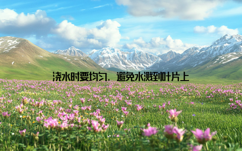 浇水时要均匀, 避免水溅到叶片上