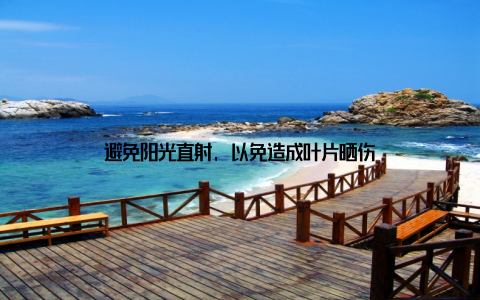 避免阳光直射, 以免造成叶片晒伤