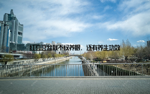 红豆豆盆栽不仅养眼, 还有养生功效