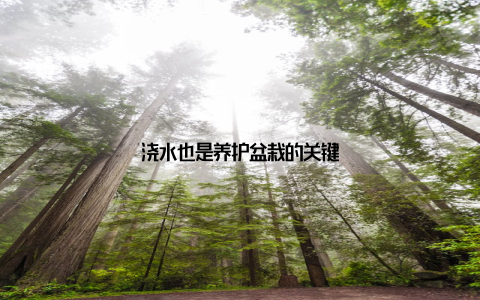 浇水也是养护盆栽的关键