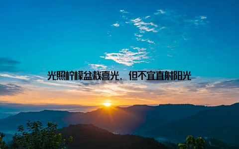 光照柠檬盆栽喜光, 但不宜直射阳光