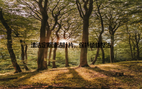 清洁定期清洁叶片, 保持植株整洁