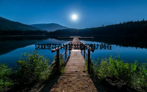 这就是花卉竹芋盆栽的魅力所在