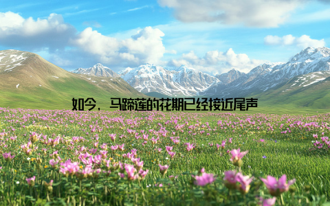 如今, 马蹄莲的花期已经接近尾声