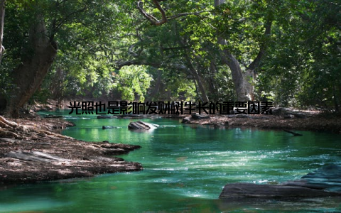 光照也是影响发财树生长的重要因素