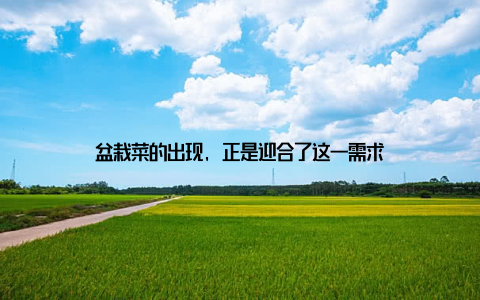 盆栽菜的出现, 正是迎合了这一需求