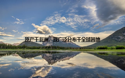 原产于非洲, 现广泛分布于全球各地