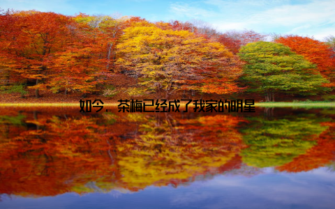 如今, 茶梅已经成了我家的明星