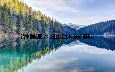 浇水和施肥浇水是盆栽生长的关键环节