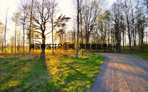 黄莲黄莲花朵金黄, 寓意着富贵吉祥