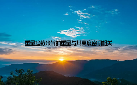 重量盆栽米竹的重量与其高度密切相关