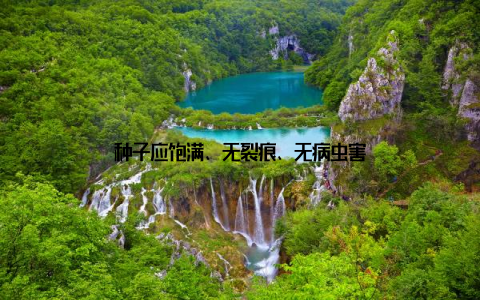 种子应饱满、无裂痕、无病虫害