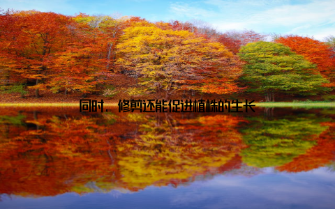 同时, 修剪还能促进植株的生长