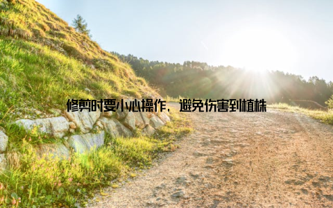 修剪时要小心操作, 避免伤害到植株