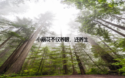 小丽花不仅养眼, 还养生