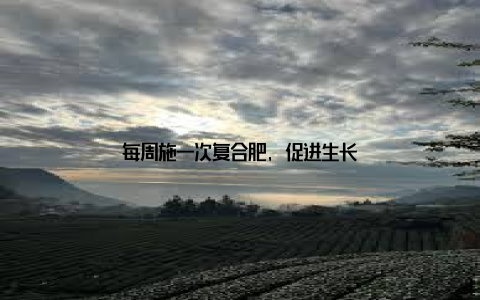 每周施一次复合肥, 促进生长