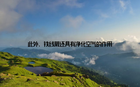 此外, 铁线蕨还具有净化空气的作用