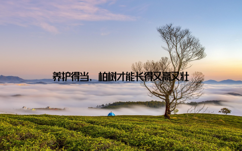 养护得当, 柏树才能长得又高又壮