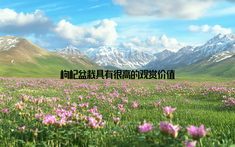 枸杞盆栽具有很高的观赏价值