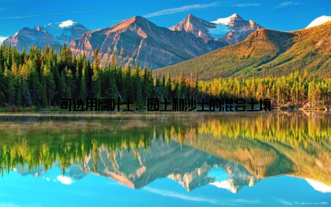 可选用腐叶土、园土和沙土的混合土壤