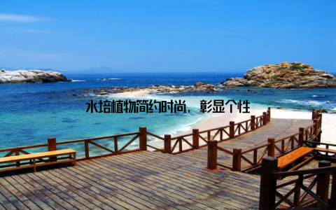 水培植物简约时尚, 彰显个性