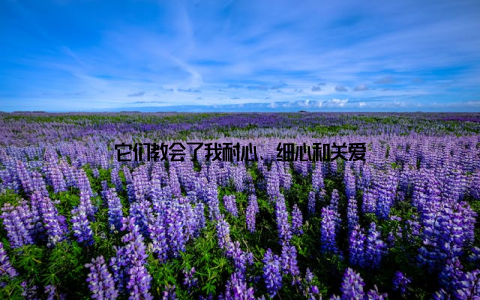 它们教会了我耐心、细心和关爱