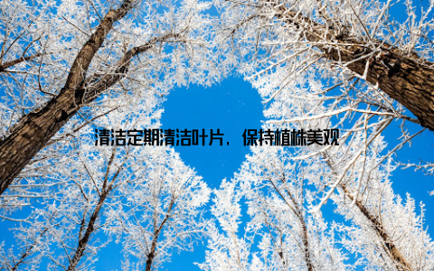 清洁定期清洁叶片, 保持植株美观