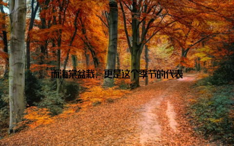 而海棠盆栽, 更是这个季节的代表