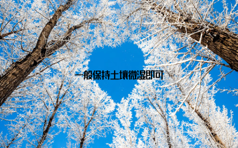 一般保持土壤微湿即可