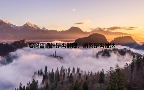 要检查植株是否健康, 根系是否发达